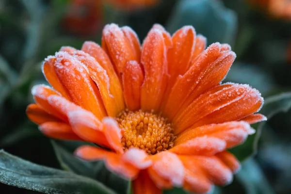 Kışın güzel donmuş turuncu kadife çiçekleri, kırsalda sabah erken ayaz, Calendula officinalis