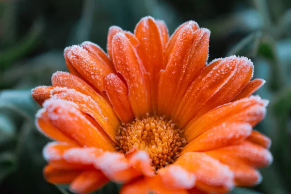 stock image Beautiful frozen orange marigold in winter, morning early frost in countryside, calendula officinalis