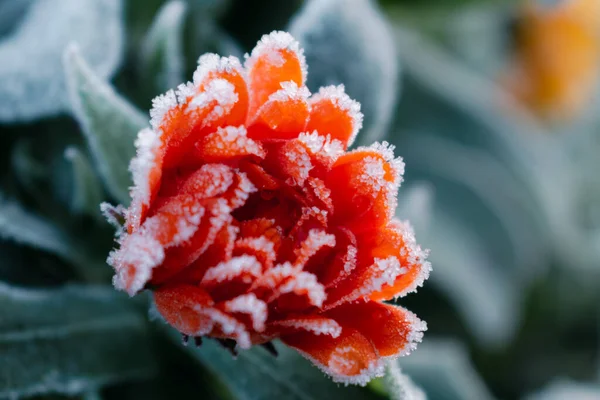 Kışın güzel donmuş turuncu kadife çiçekleri, kırsalda sabah erken ayaz, Calendula officinalis