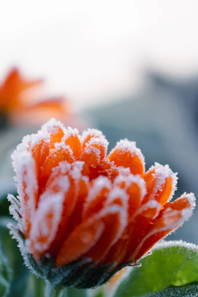 Gyönyörű Fagyasztott Narancs Marigold Télen Kora Reggeli Fagy Vidéken Calendula — Stock Fotó
