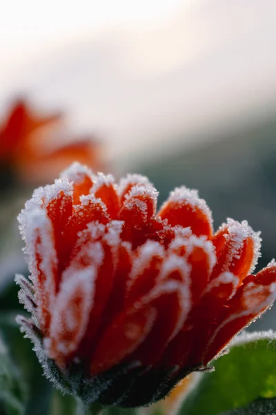Beautiful Frozen Orange Marigold Winter Morning Early Frost Countryside Calendula — Stock Photo, Image