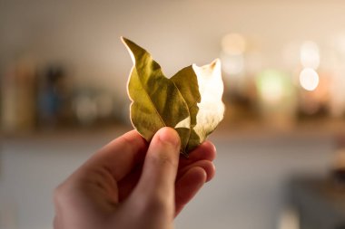 El ele tutuşmuş körfez yaprakları, laurus nobilis