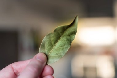 El ele tutuşmuş körfez yaprakları, laurus nobilis