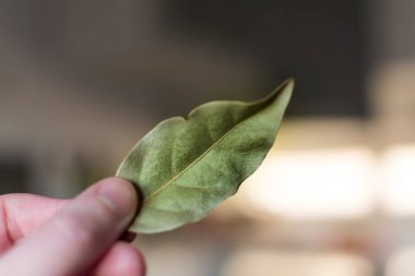 El ele tutuşmuş körfez yaprakları, laurus nobilis