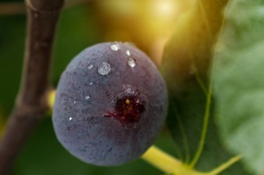 İncir ağacının dalından sarkan mor incir meyvesi çiğ ve sabah ışığıyla birlikte.