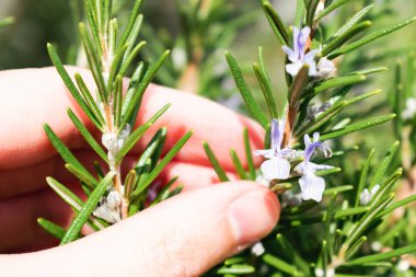 Bahçede açan mor biberiye çiçeği, Rosmarinus officinalis, metin için yer var.