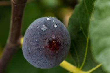 İncir ağacının dalından sarkan mor incir meyvesi çiğ ve sabah ışığıyla birlikte.