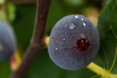 İncir ağacının dalından sarkan mor incir meyvesi çiğ ve sabah ışığıyla birlikte.