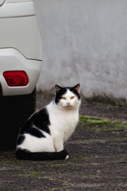 Domesicated bicolor cat with yellow eyes, black and white fur, outdoor scene, felis catus, european shorthair, celtic shorthair
