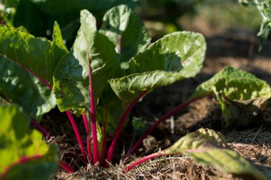 Red young chards growing in an ecological garden with mulch to preserve moisture, flavescens