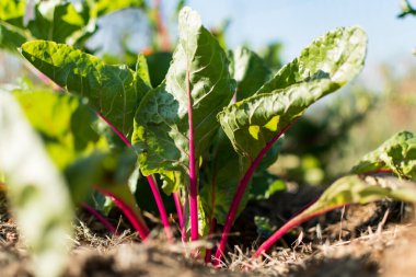 Red young chards growing in an ecological garden with mulch to preserve moisture, flavescens