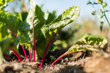 Red young chards growing in an ecological garden with mulch to preserve moisture, flavescens
