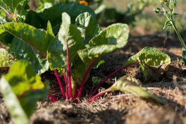 Red young chards growing in an ecological garden with mulch to preserve moisture, flavescens