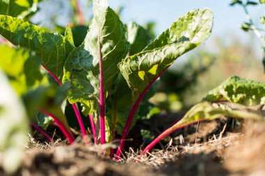 Red young chards growing in an ecological garden with mulch to preserve moisture, flavescens