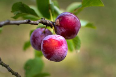 Yazın Fransa 'da bir meyve bahçesinde yabani erik ağacı. Bahçede mavi ve mor erikler, bukleli erikler.