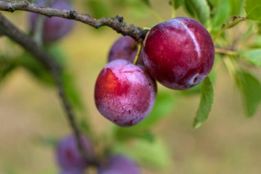 Yazın Fransa 'da bir meyve bahçesinde yabani erik ağacı. Bahçede mavi ve mor erikler, bukleli erikler.