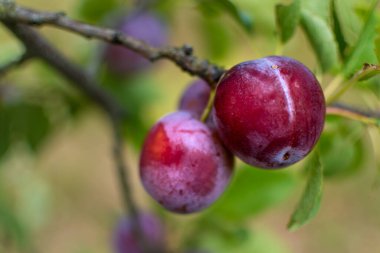 Yazın Fransa 'da bir meyve bahçesinde yabani erik ağacı. Bahçede mavi ve mor erikler, bukleli erikler.