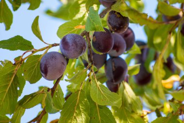 Plums in an orchard in France in summer. Blue and purple plums in the garden, prunus domestica