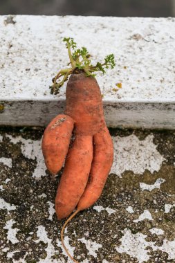 Funny carrots, homemade zero waste ugly food, antioxydant and non gmo vegetable, daucus carota