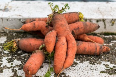 Funny carrots, homemade zero waste ugly food, antioxydant and non gmo vegetable, daucus carota