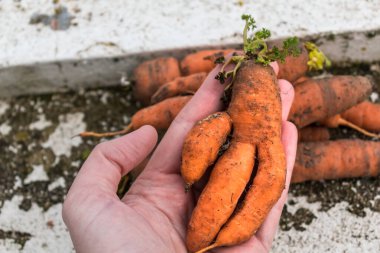 Funny carrots, homemade zero waste ugly food, antioxydant and non gmo vegetable, daucus carota