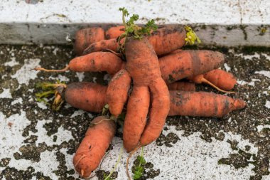 Funny carrots, homemade zero waste ugly food, antioxydant and non gmo vegetable, daucus carota
