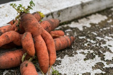 Funny carrots, homemade zero waste ugly food, antioxydant and non gmo vegetable, daucus carota