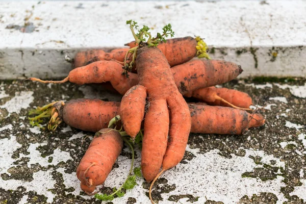 Funny carrots, homemade zero waste ugly food, antioxydant and non gmo vegetable, daucus carota