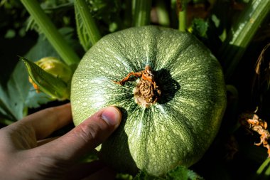 Nice in Eko Garden 'dan yuvarlak kabak, cucurbita pepo