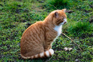 Cute ginger cat with yellow eyes outdoor scene in a farm