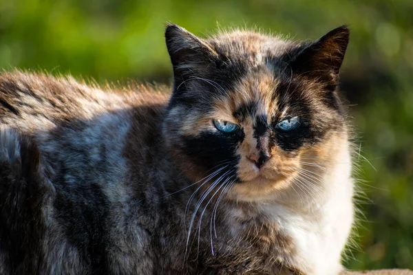 Beautiful calico cat with blue eyes sitting in the garden with sunshine
