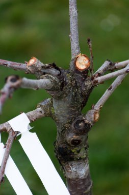 Trim of the branches of a fruit tree from autumn to spring, stump, branch and wild for maintenance and good growth