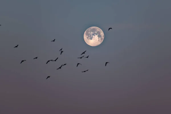 Місяць Красивим Небом Птахами Літають Спереду — стокове фото