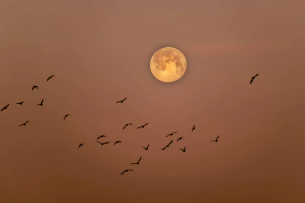 Měsíc Krásnou Oblohou Ptáky Letícími Vpředu — Stock fotografie
