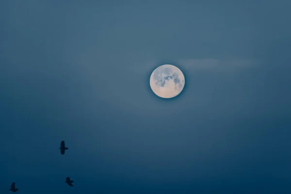 Měsíc Krásnou Oblohou Ptáky Letícími Vpředu — Stock fotografie