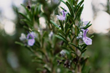 Bahçede çiçek açan biberiye çiçeği, mavi ve mor, rosmarinus officinalis