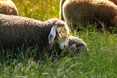 Güneşli bir günde taze yeşil çayırlarda otlayan genç kuzular sürüsü.