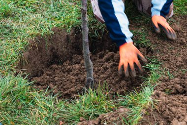 Bahçeye ağaç dikmek için çukur kazan kişi.