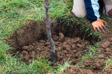 Bahçeye ağaç dikmek için çukur kazan kişi.