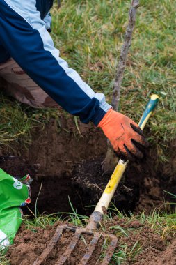 Bahçeye ağaç dikmek için çukur kazan kişi.