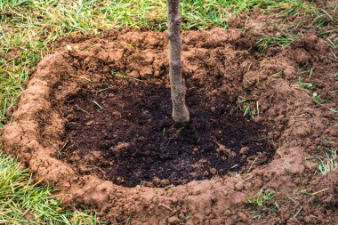 Suyu kolaylaştırmak için yeni dikilmiş bir ağaç gövdesinin etrafında bir leğen oluşturulması