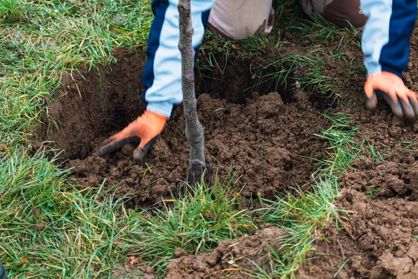 Bahçeye ağaç dikmek için çukur kazan kişi.