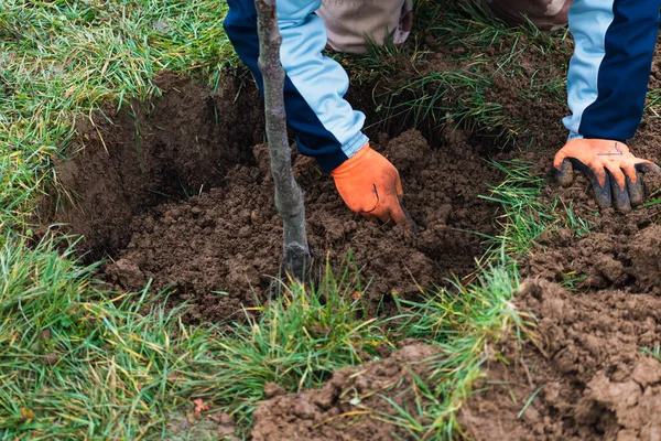 Bahçeye ağaç dikmek için çukur kazan kişi.