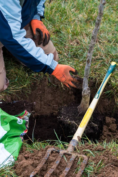 Bahçeye ağaç dikmek için çukur kazan kişi.