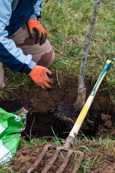 Bahçeye ağaç dikmek için çukur kazan kişi.