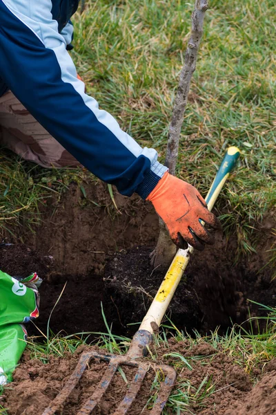 Bahçeye ağaç dikmek için çukur kazan kişi.