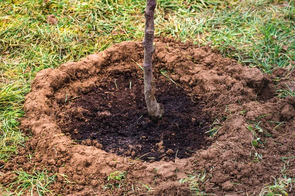 stock image Creation of a basin around a freshly planted tree trunk to facilitate watering