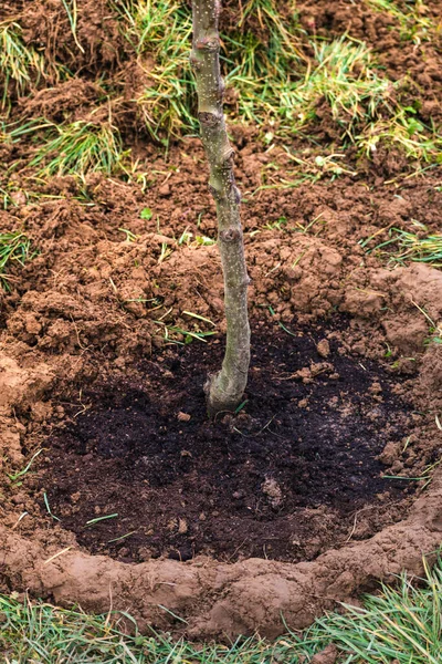 Stock image Creation of a basin around a freshly planted tree trunk to facilitate watering