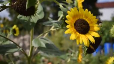 Yazın rüzgarla savrulan güzel ayçiçeği, Helianthus Annuus