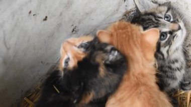 Meksika, zencefil ve gri çizgili mavi gözlü kedi yavrusu kameraya bakıyor. Bir çiftlikteki pipetin içindeki üç sevimli kedi yavrusu.